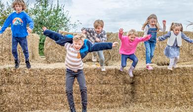 Donkeys at Occombe Farm, Torbay Coast and Countryside Trust