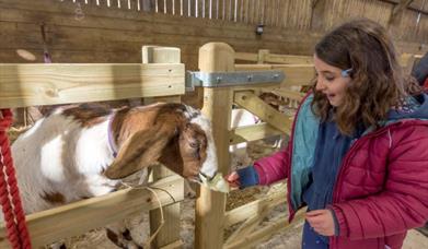 Occombe Goat, Occombe Farm, Paignton, Devon
