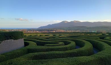 A view of Castlewellan Peace Maze with the Mourne Mountains as a backdrop. Visitors can attempt to solve their way to the centre of the maze.

