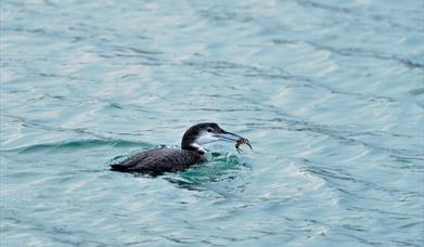 Great Northern Diver-Sound of Taransay